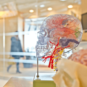 A plastic human head used for research of the human brain.